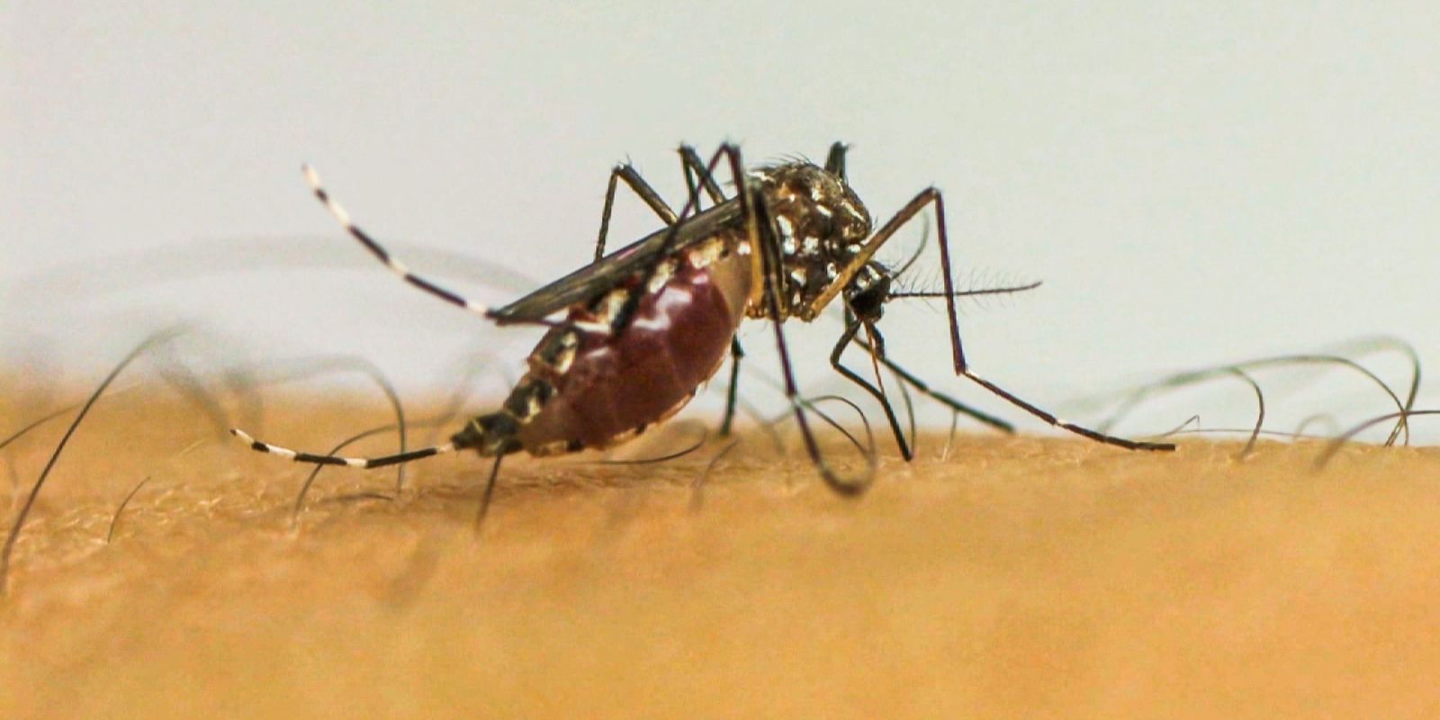 virus-da-chikungunya-afeta-criancas-e-adolescentes-e-deixa-sequelas